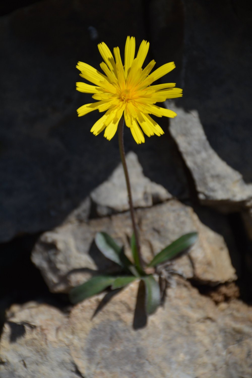 Asteraceae: cfr. Leontodon incanus